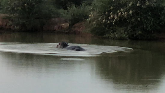 Video Hippo territorial aggression